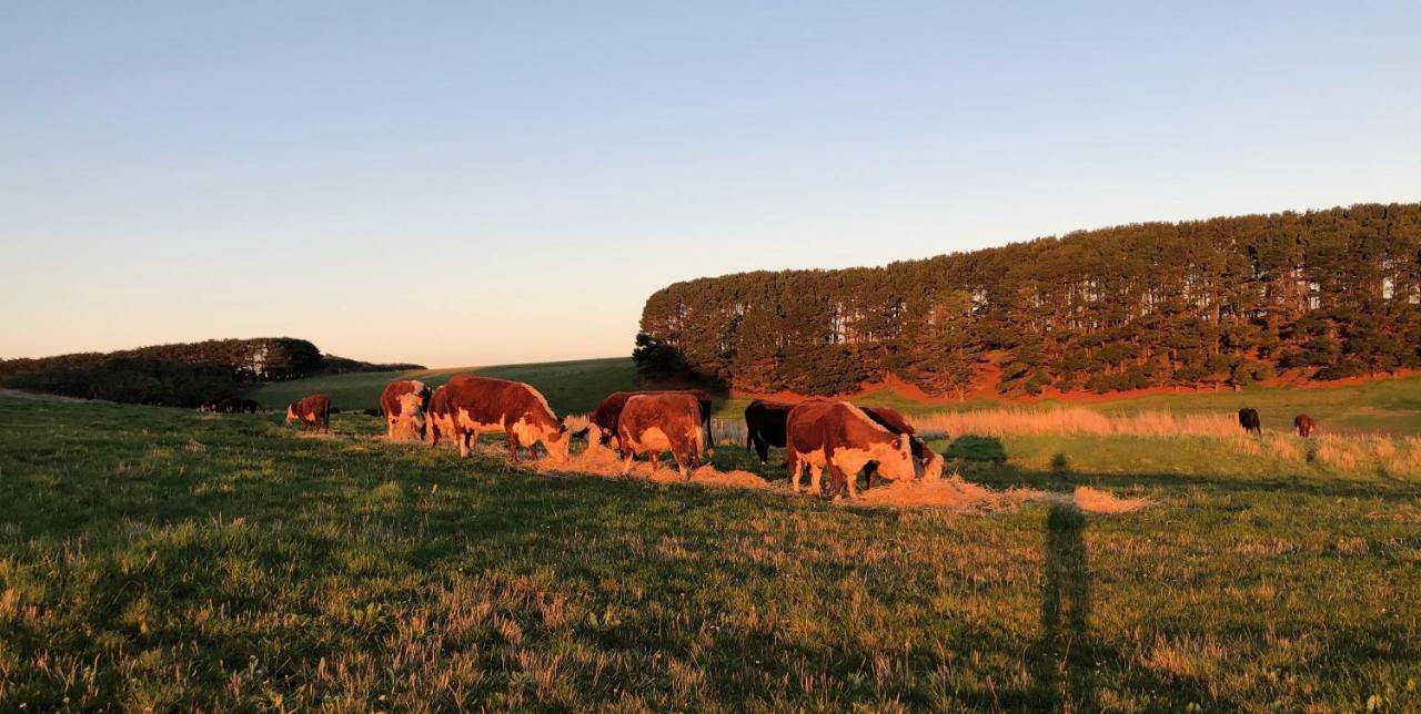 Daysy Hill Country Cottages Port Campbell Εξωτερικό φωτογραφία